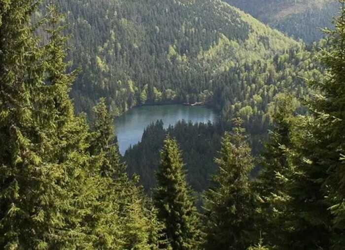 6 мільйонів у нікуди: Наглядову раду «Лісів України» на чолі з Олексієм Кучером підозрюють у розкраданні коштів