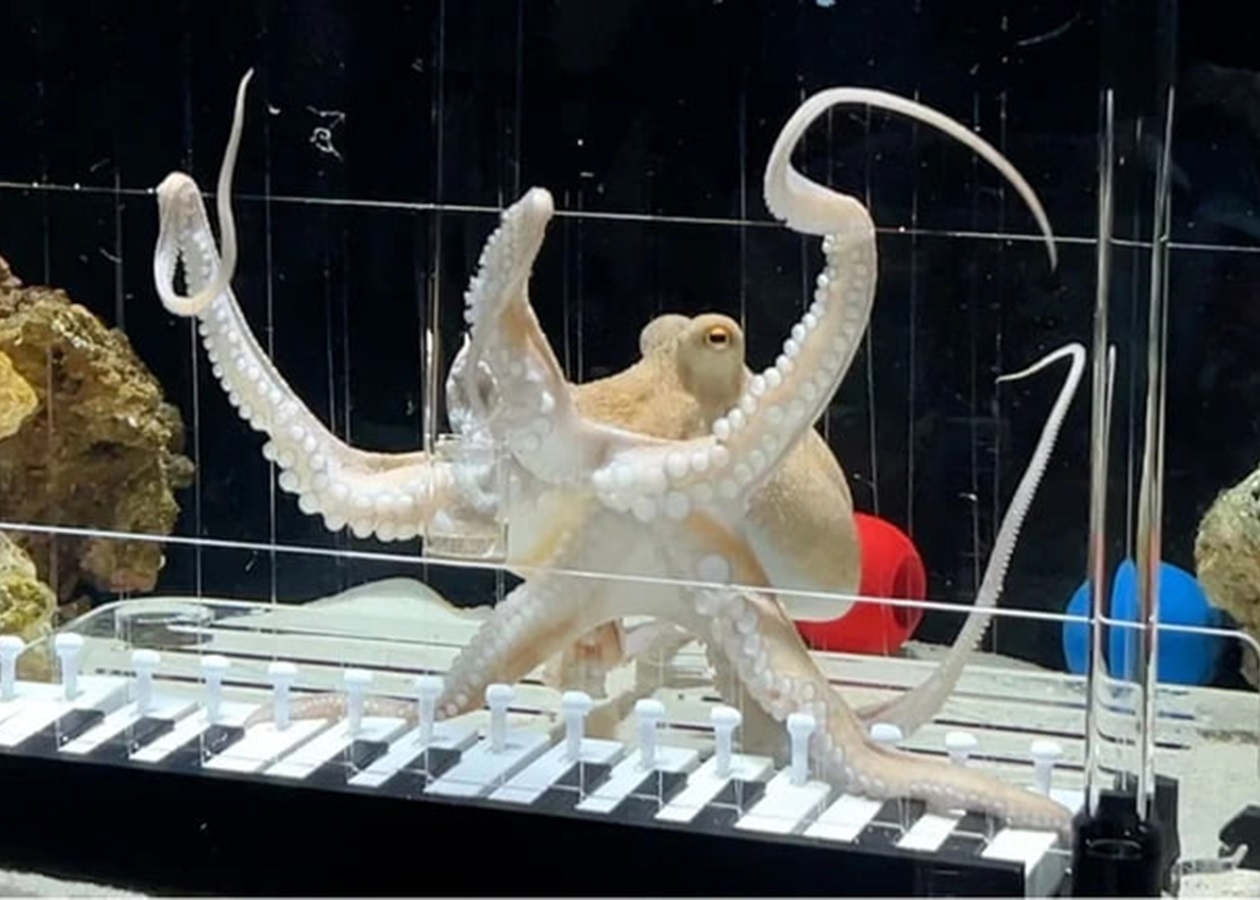 Музикант з Швеції навчив восьминіга грати Baby Shark