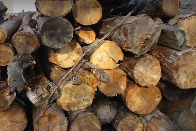 На Буковині судитимуть директора підприємства за незаконний експорт лісу до ЄС