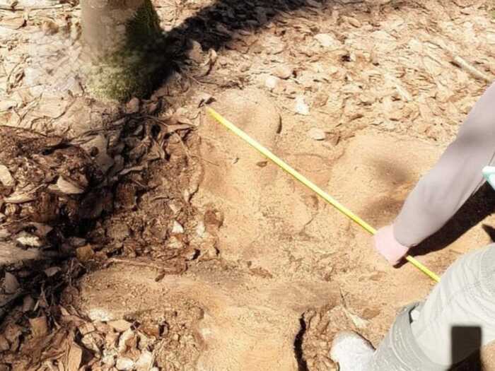 У Чернівецькій області викрили масштабні незаконні вирубки карпатських лісів на понад 27 мільйонів гривень