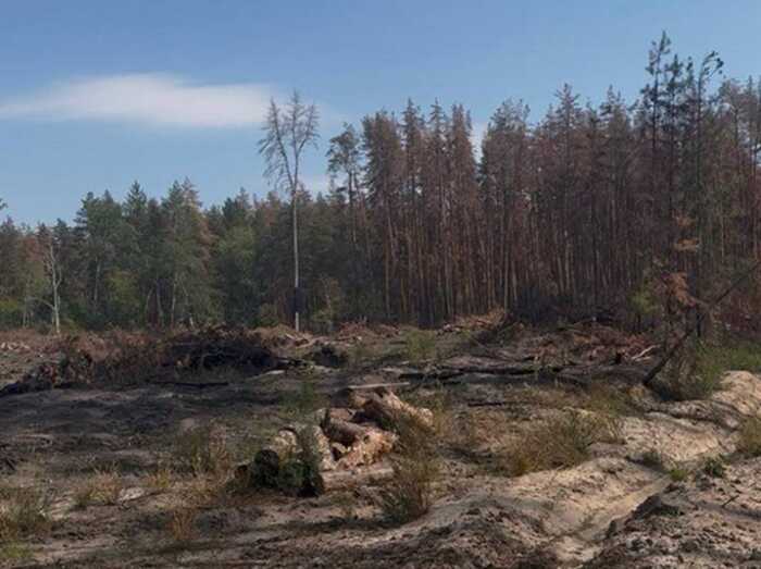 103 мільйонів гривень збитків і майже 19 тисяч зрубаних дерев: на Львівщині викрили масштабну схему нищення лісу