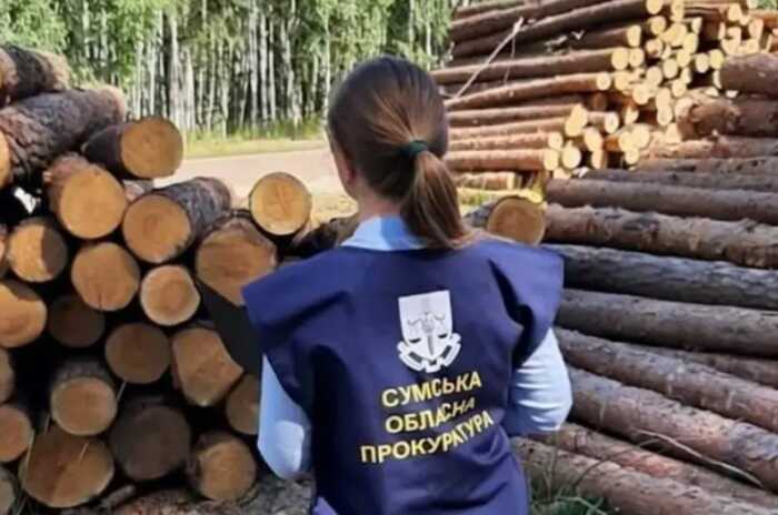 На Сумщині ФОП під прикриттям сінокосу вирубав ліс на 36 мільйонів гривень