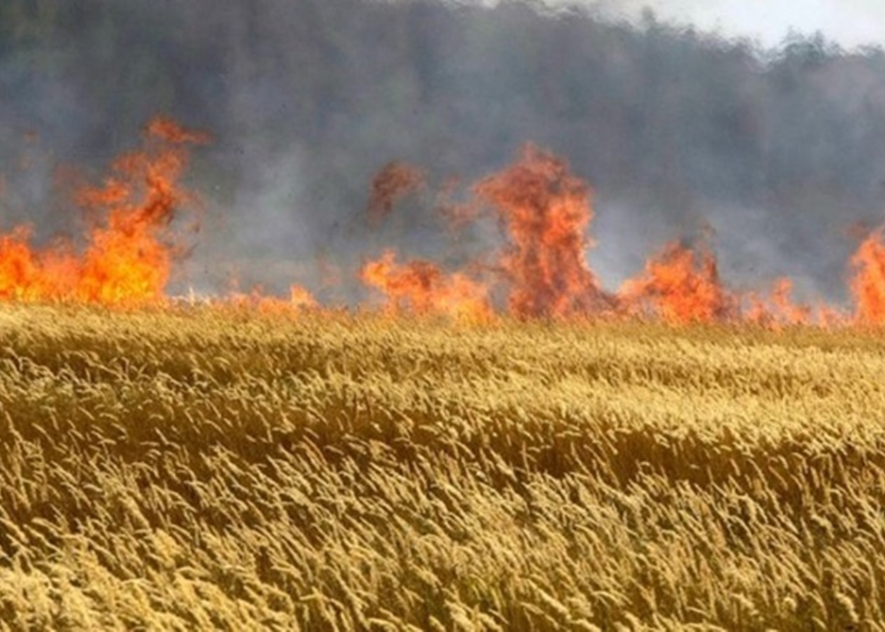 На Запоріжжі через обстріли знищено понад 1800 гектарів посівів